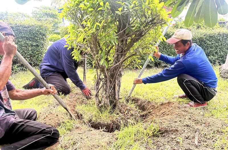 Đào bứng, di dời cây xanh